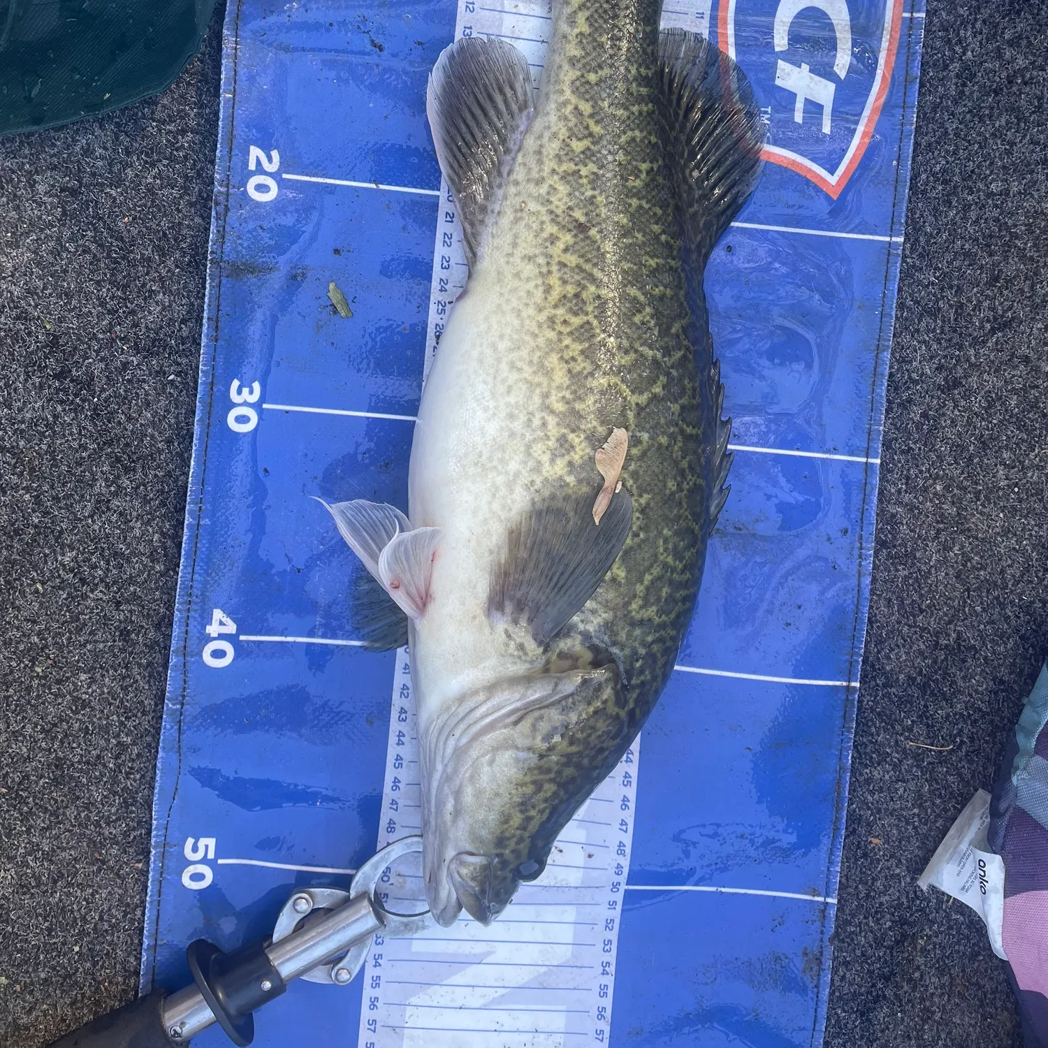 The most recent Murray cod catches on Fishbrain