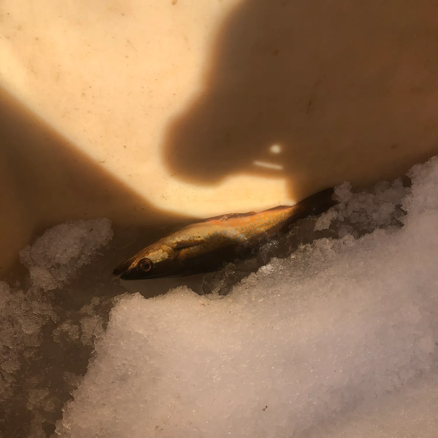 The most recent Cuckoo wrasse catches on Fishbrain