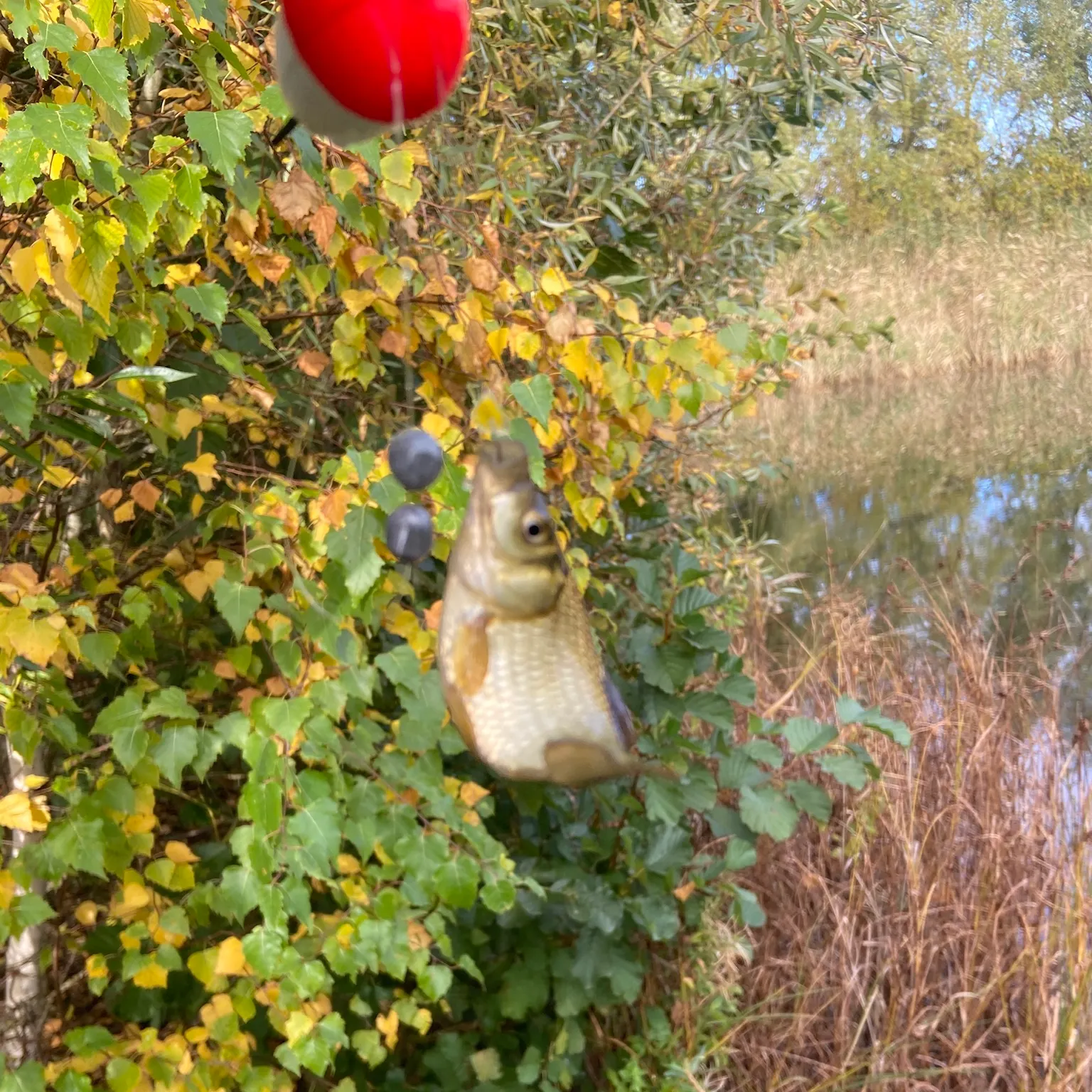 The most recent Common rudd catches on Fishbrain