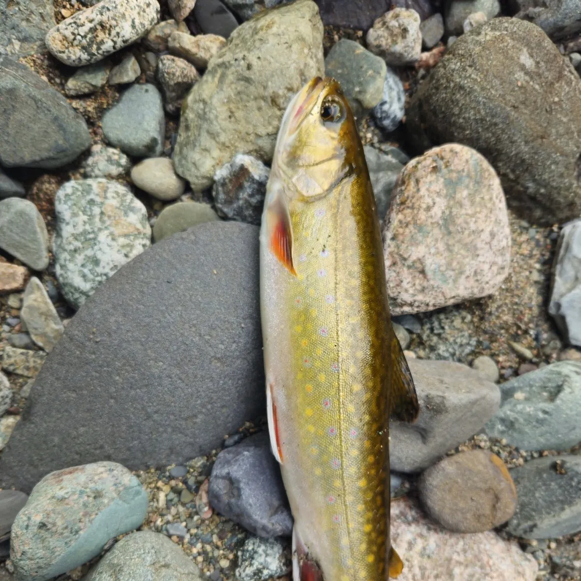 Brook trout caught on Fishbrain