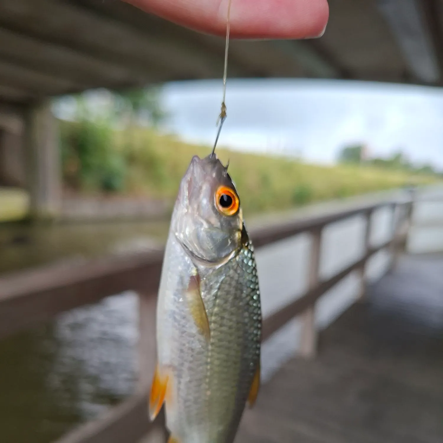 Common roach caught on Fishbrain