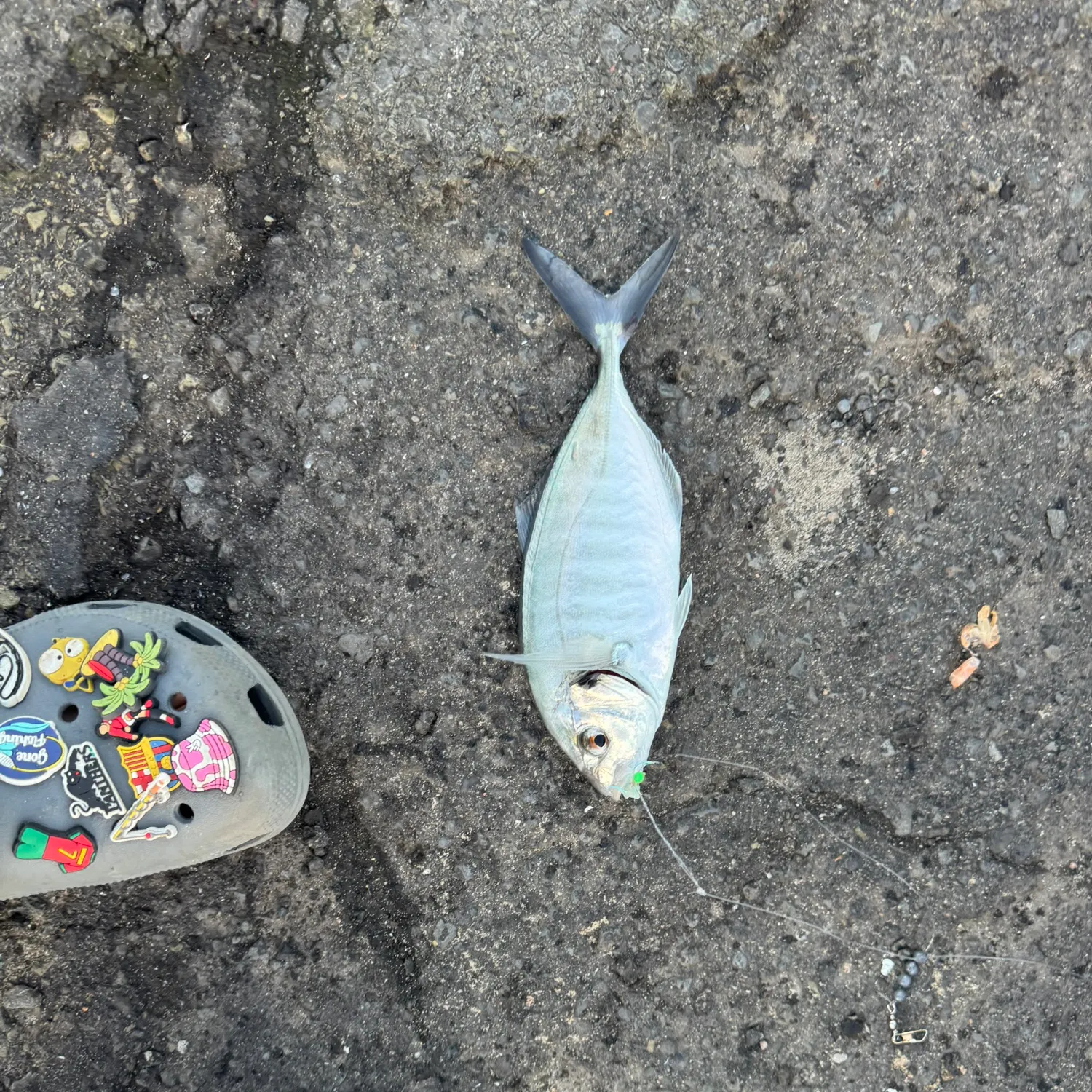 The most recent White trevally catches on Fishbrain