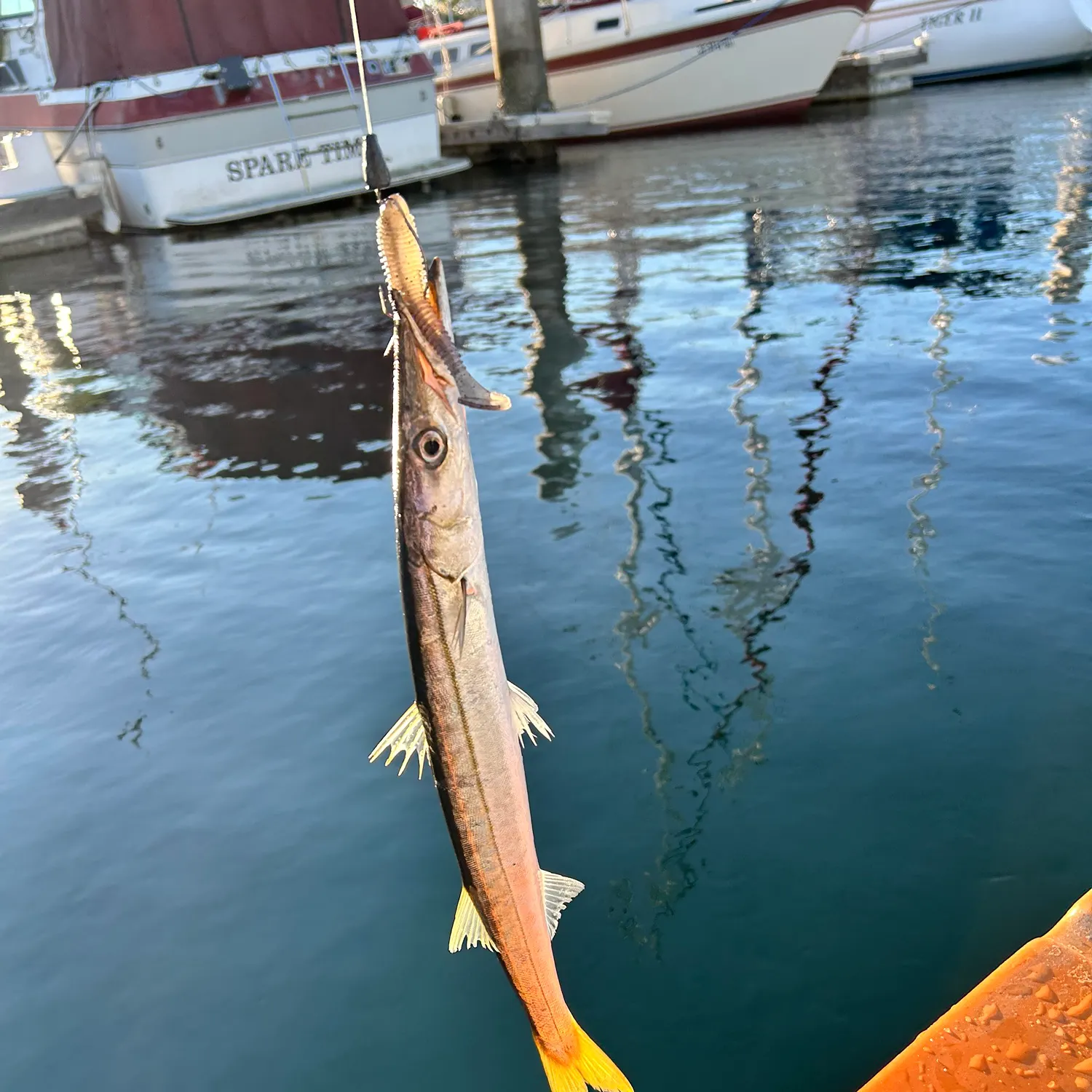 The most recent Pacific barracuda catches on Fishbrain