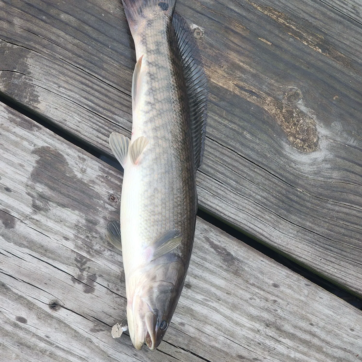 The most recent Northern snakehead catches on Fishbrain