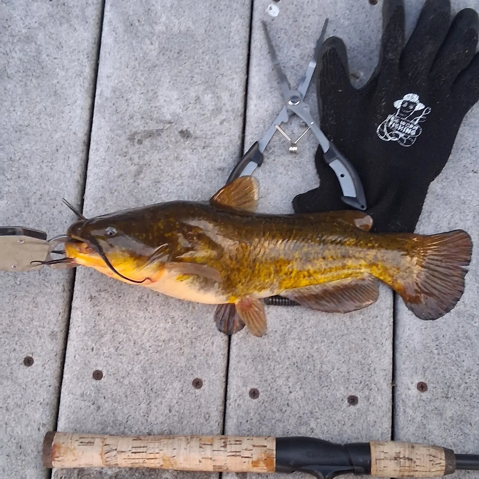 catch