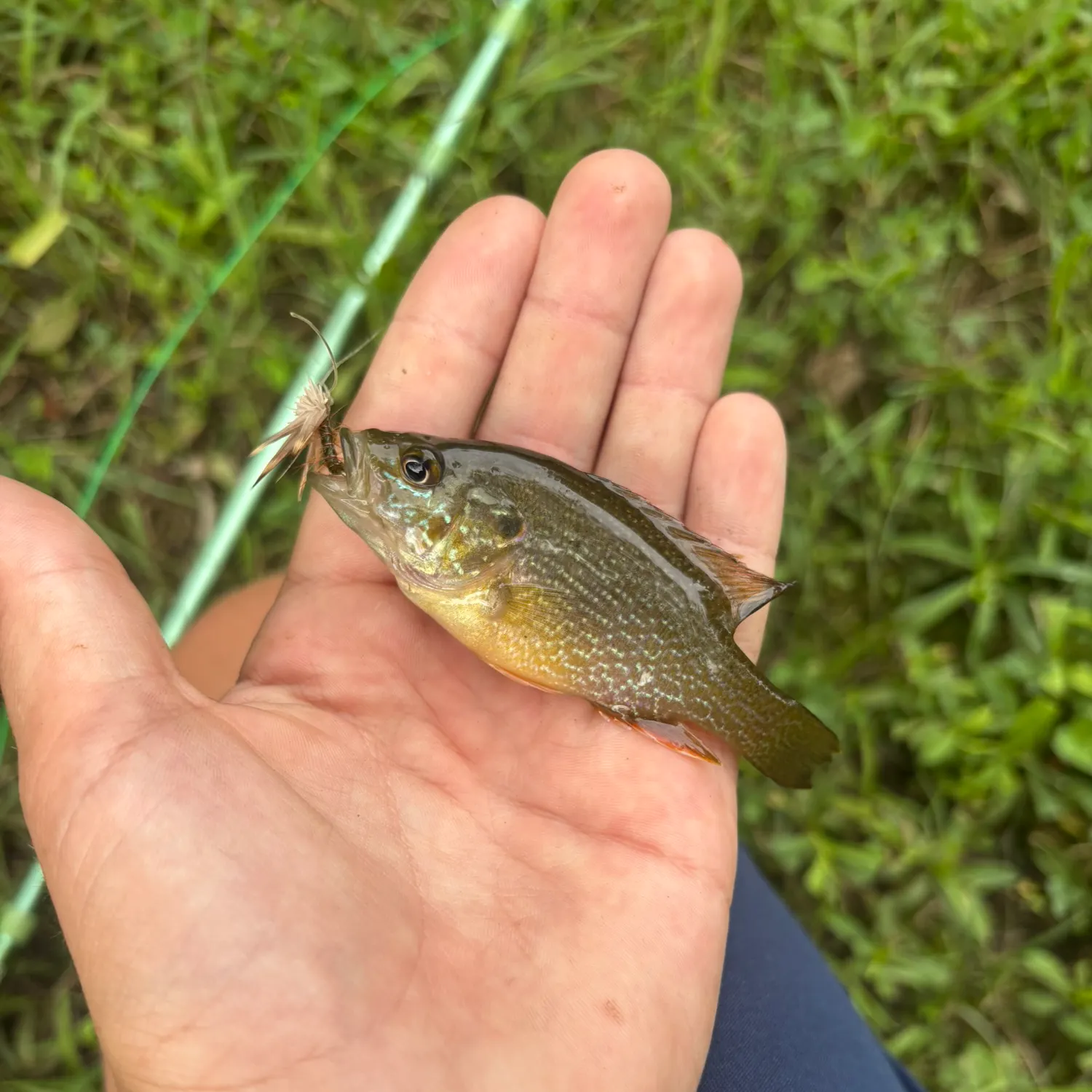 Green sunfish caught on Fishbrain