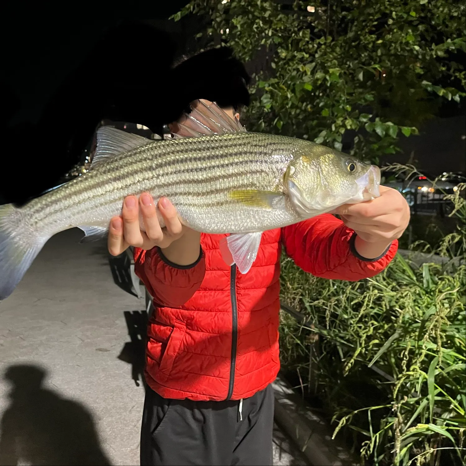 Striped bass caught on Fishbrain