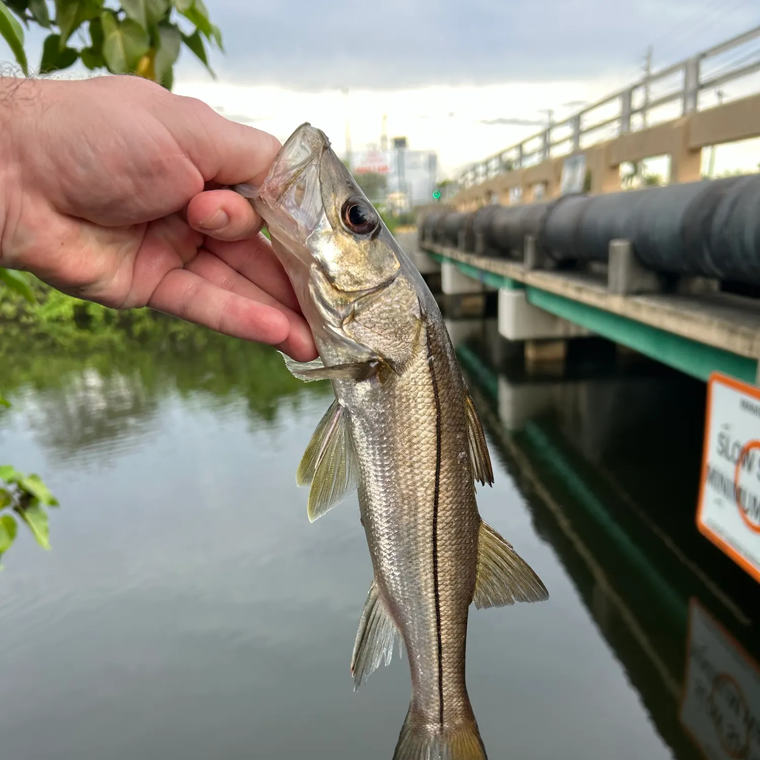 Common snook caught on Fishbrain