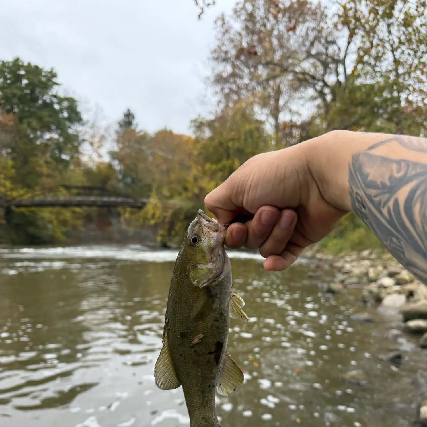 Smallmouth bass caught on Fishbrain