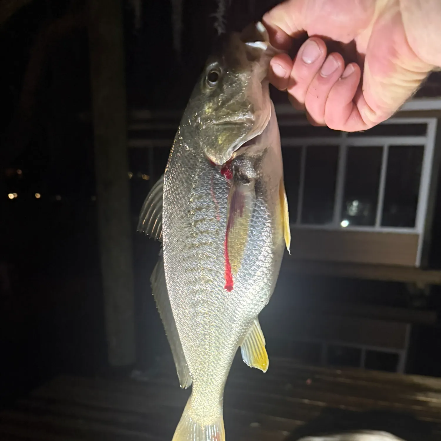 The most recent Atlantic croaker catches on Fishbrain