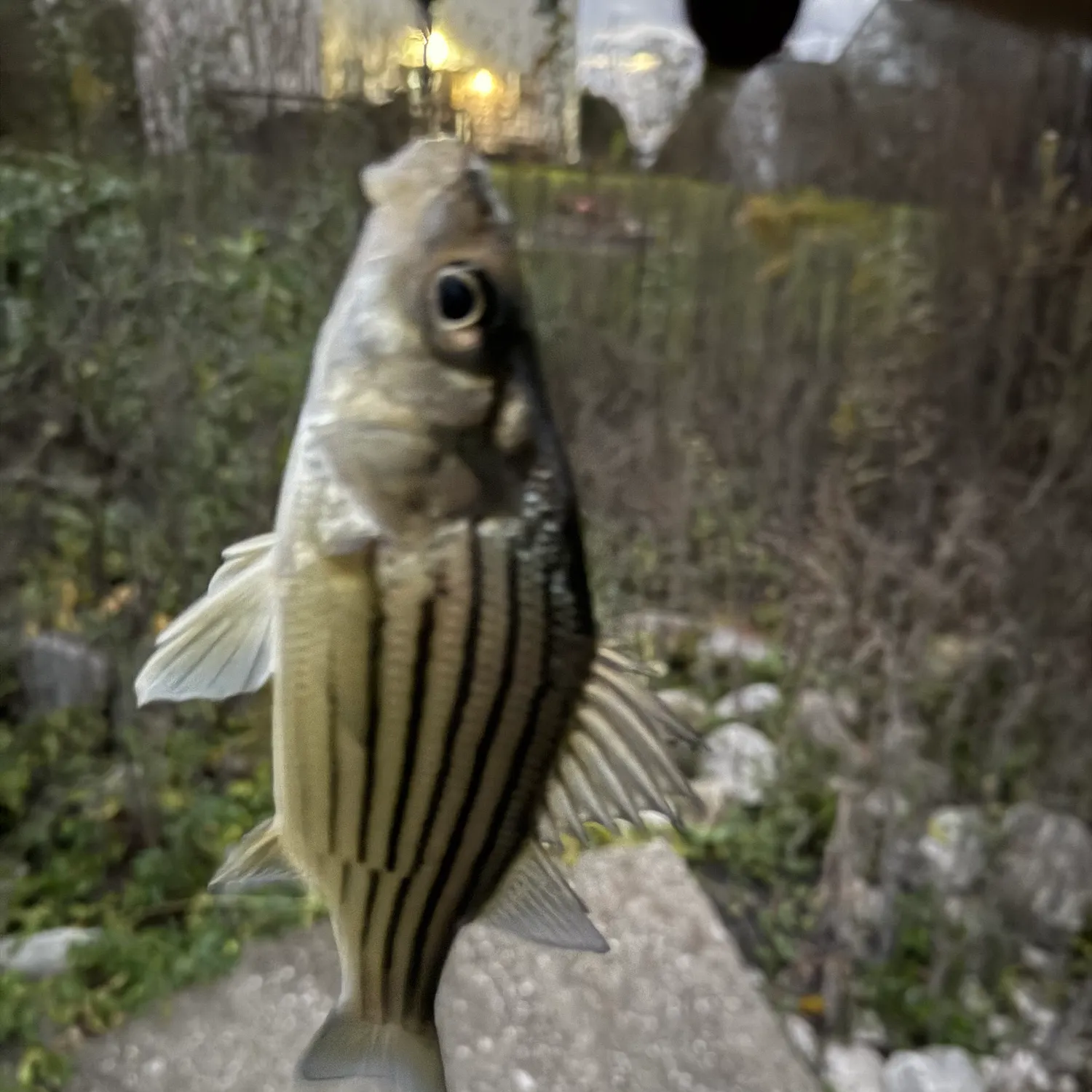 The most recent Pacific goliath grouper catches on Fishbrain