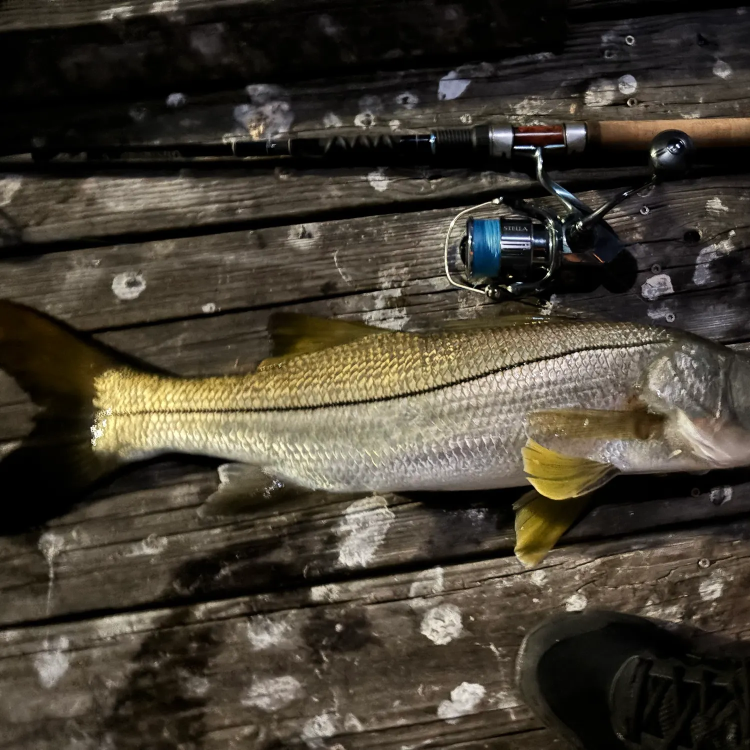 Common snook caught on Fishbrain