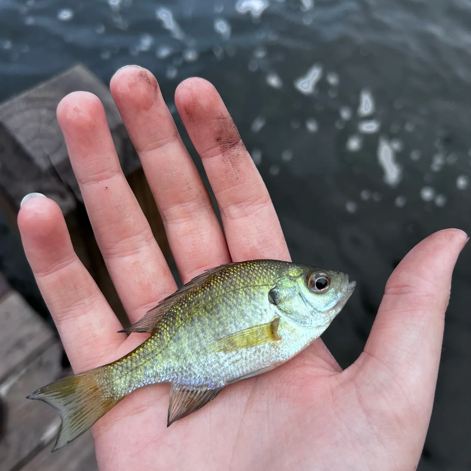Bluegill caught on Fishbrain