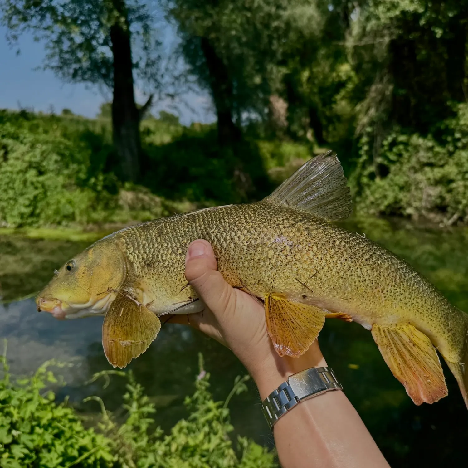 Common barbel caught on Fishbrain