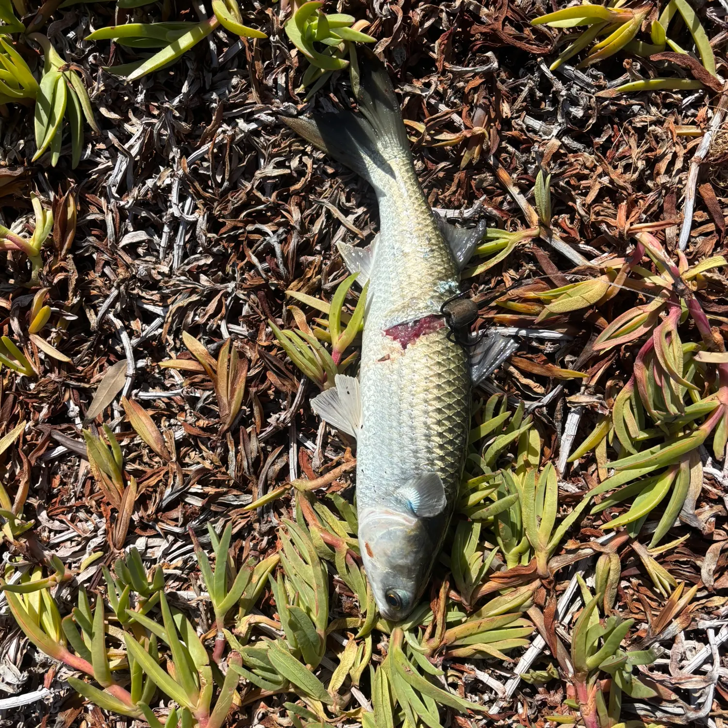 The most recent Striped mullet catches on Fishbrain