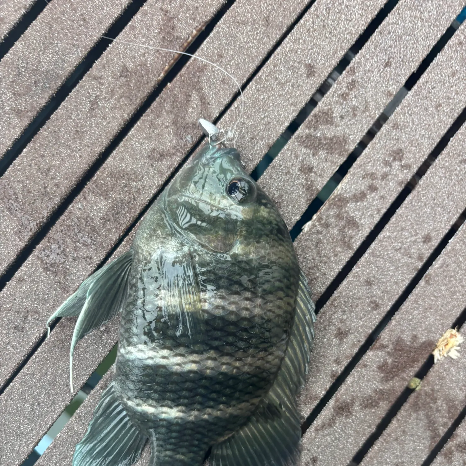 The most recent Zebra tilapia catches on Fishbrain