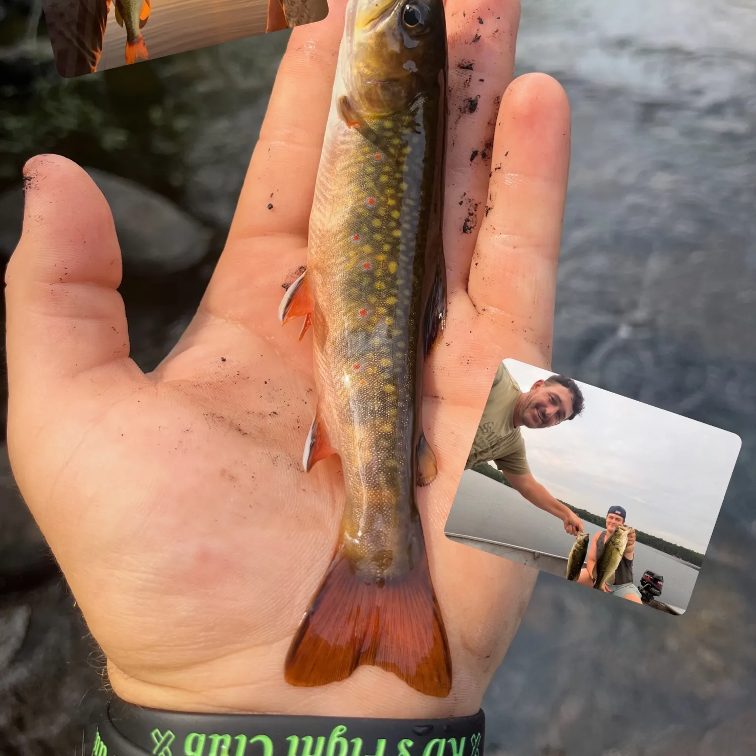 Brook trout caught on Fishbrain