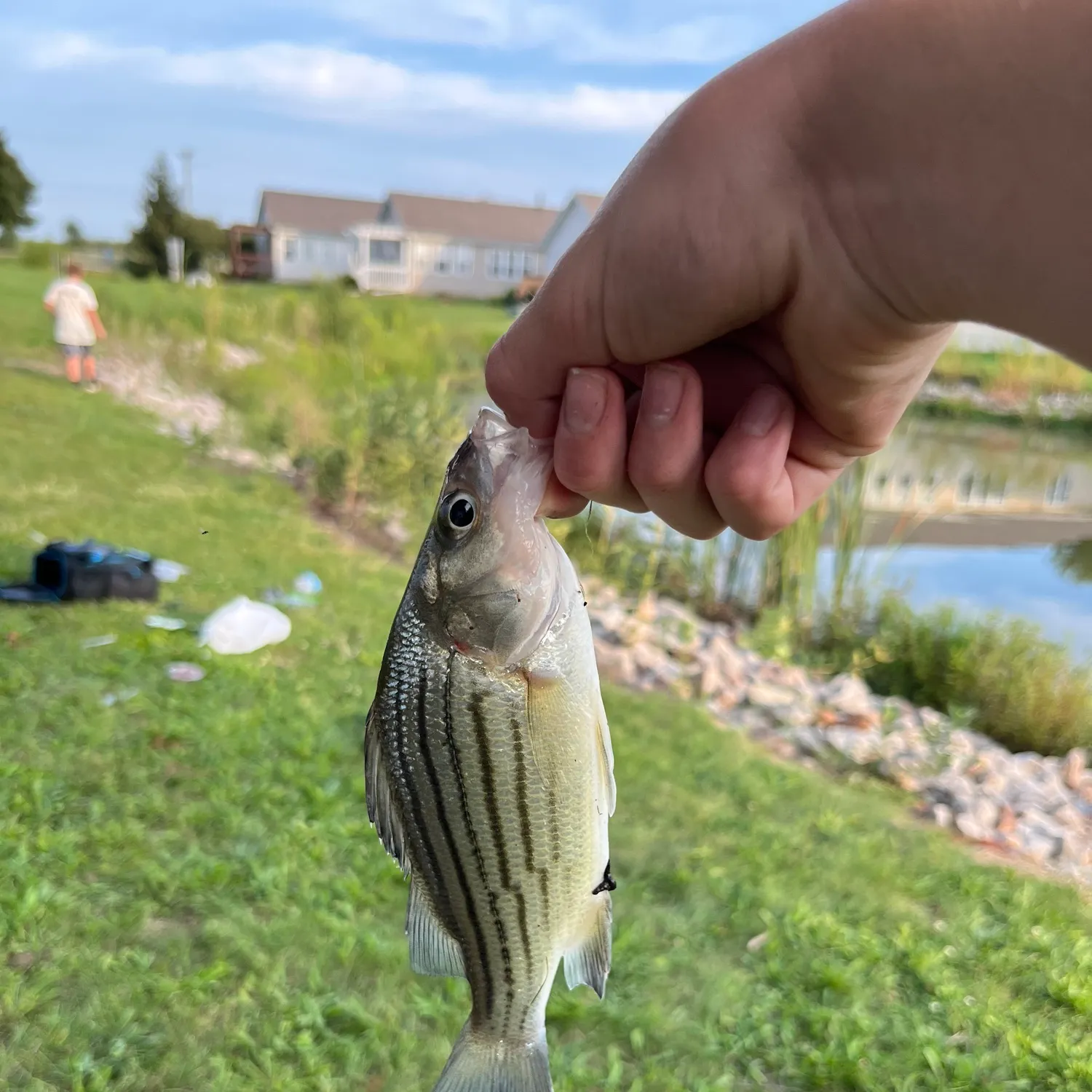 Yellow bass caught on Fishbrain