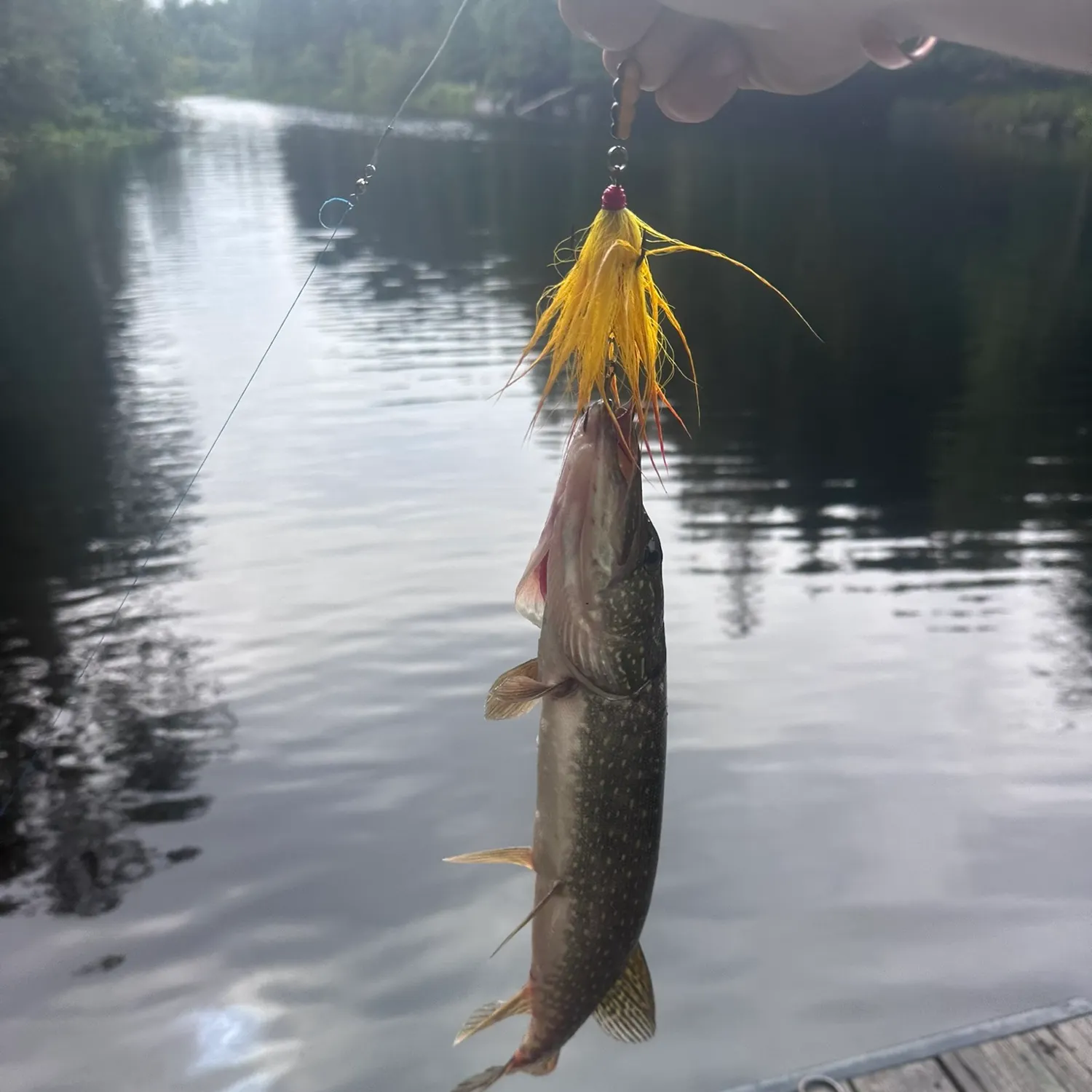 Northern pike caught on Fishbrain
