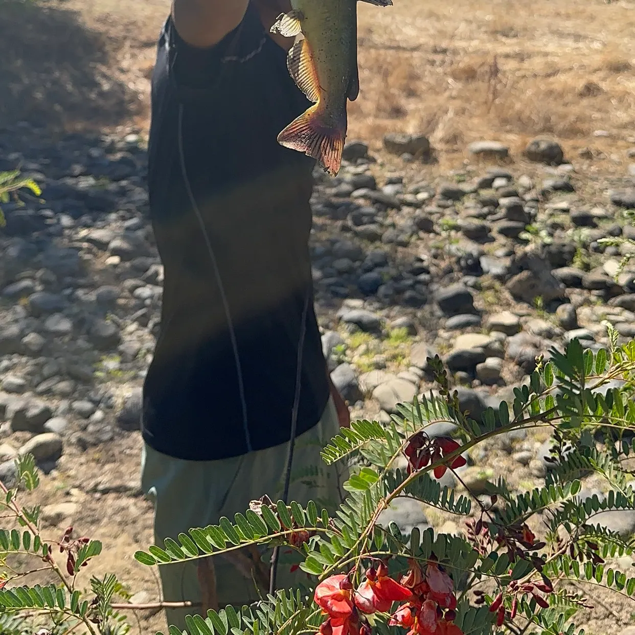 Black bullhead caught on Fishbrain