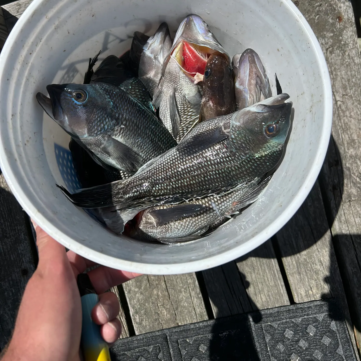 The most recent Black sea bass catches on Fishbrain