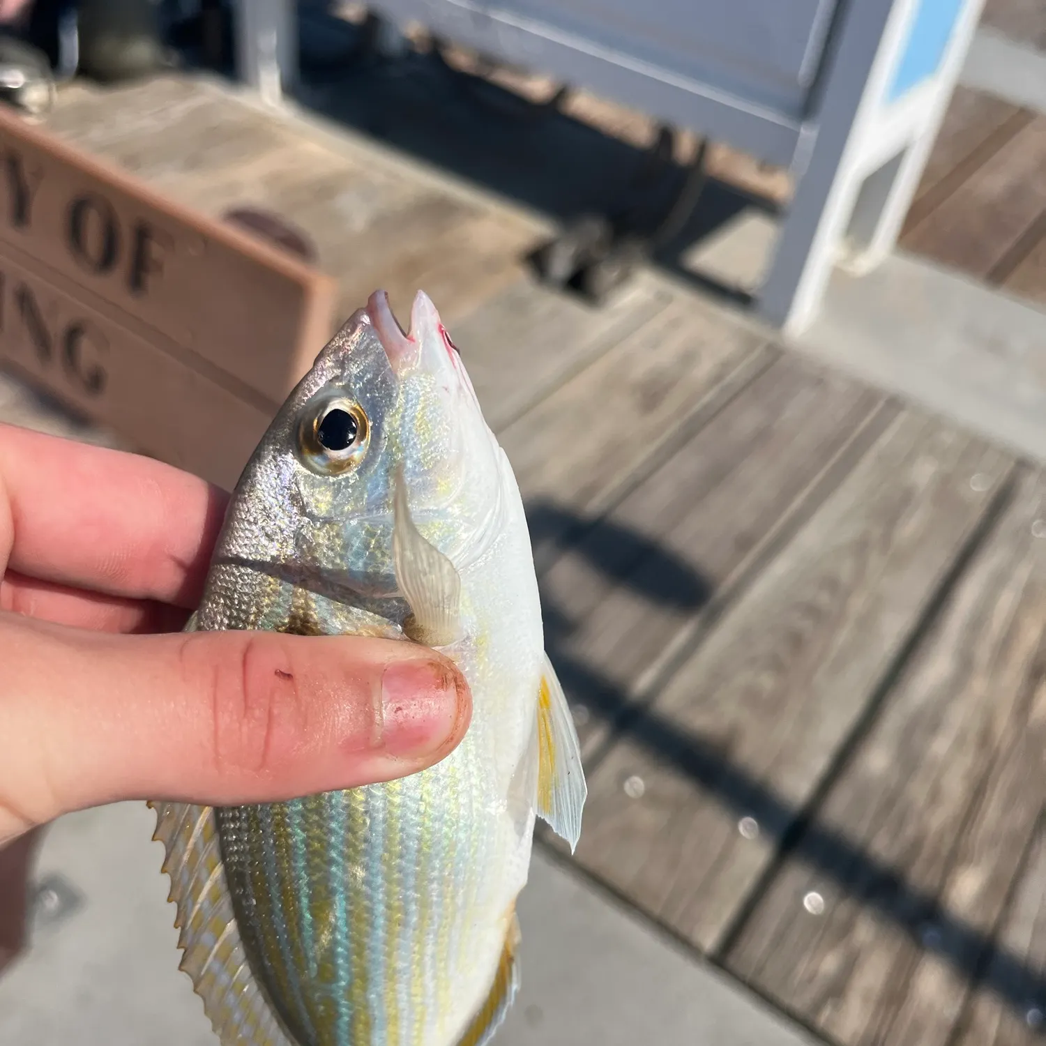 Pinfish caught on Fishbrain