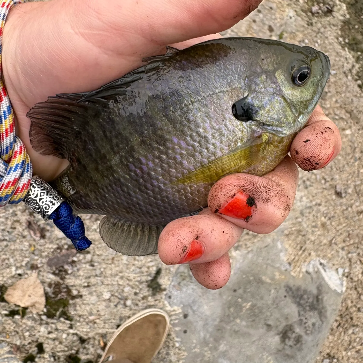 Bluegill caught on Fishbrain