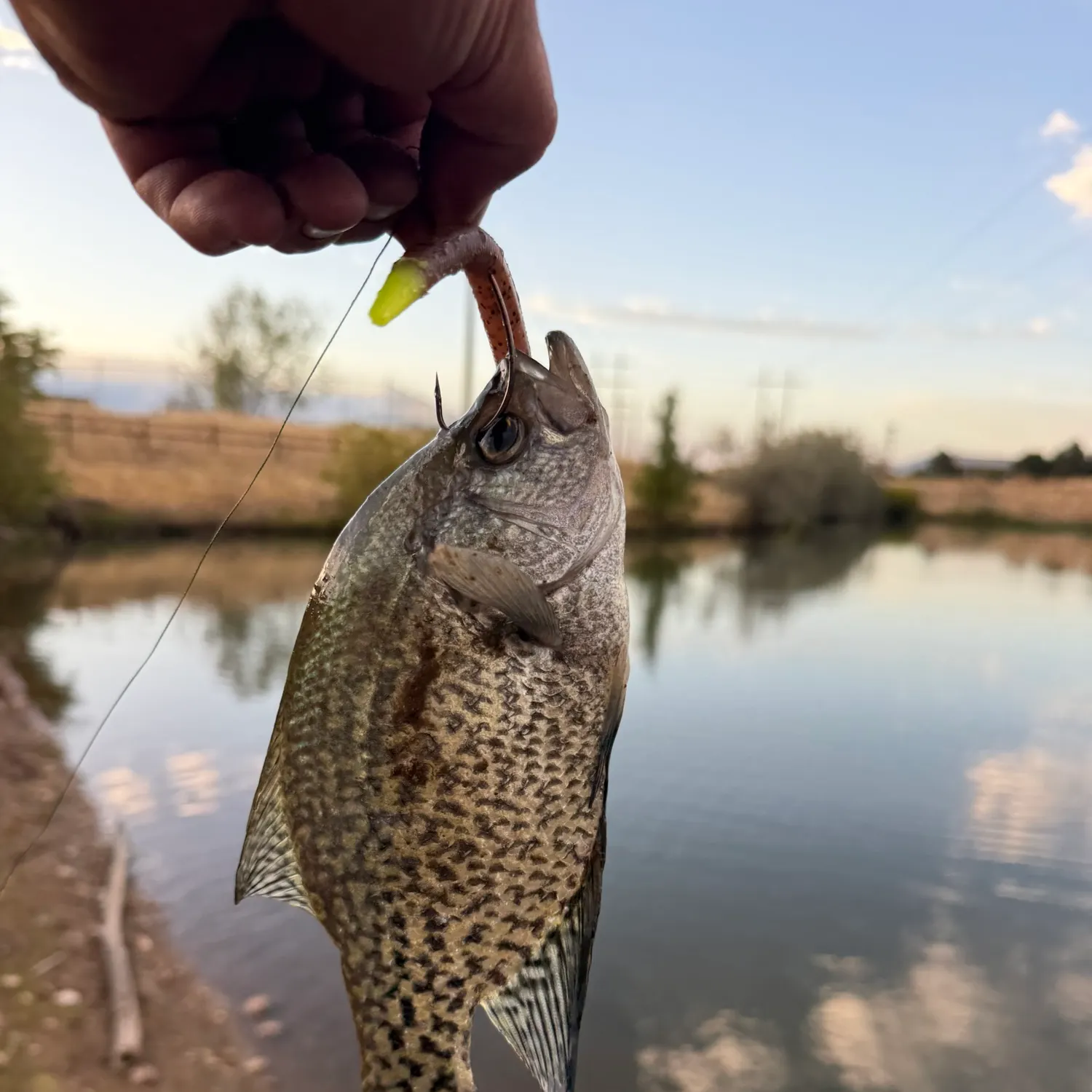 Black crappie caught on Fishbrain