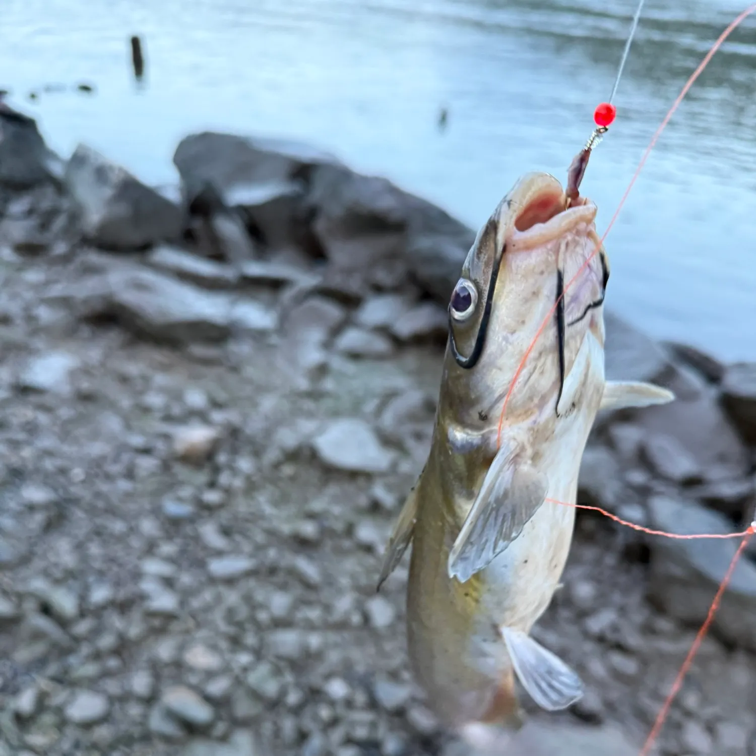 Black bullhead caught on Fishbrain