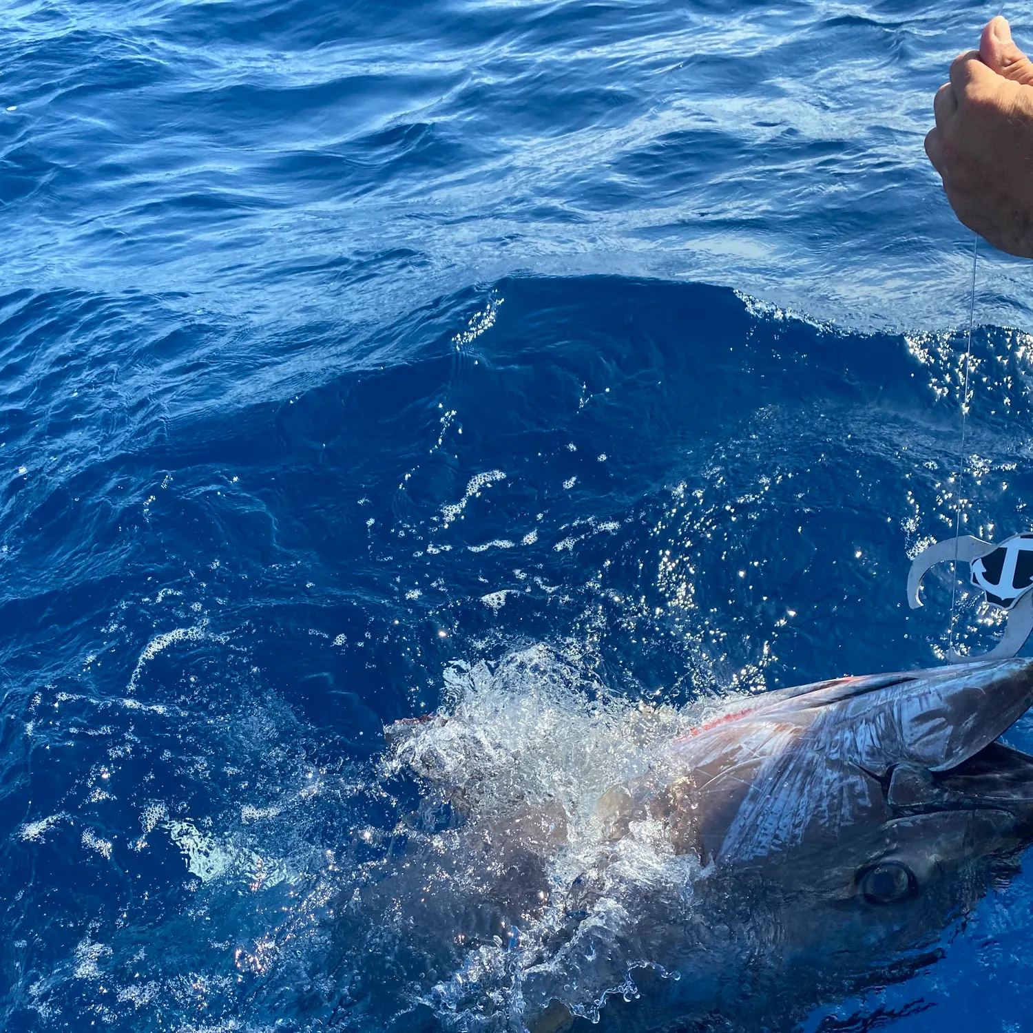 Atlantic bluefin tuna caught on Fishbrain