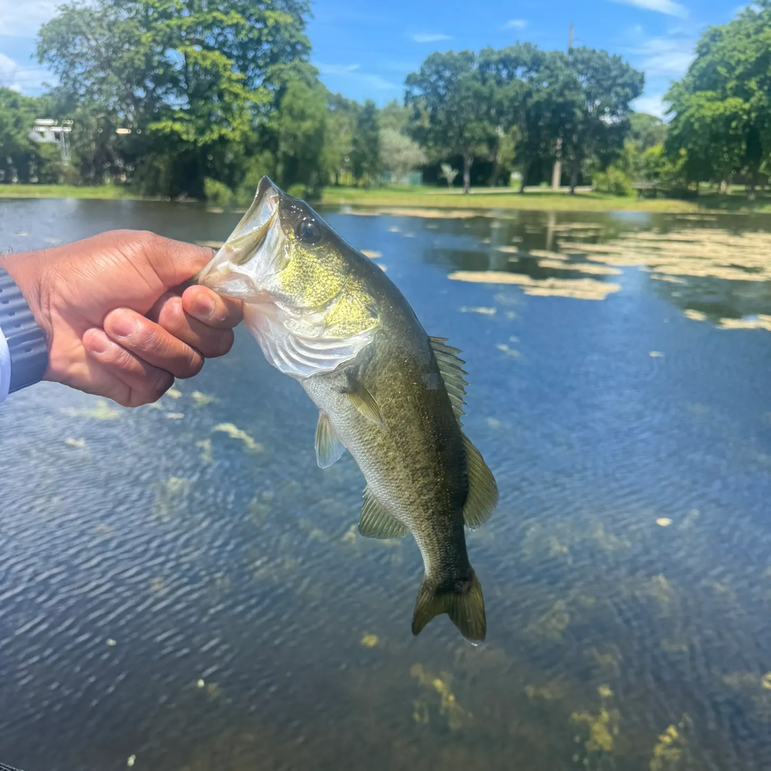 Largemouth bass caught on Fishbrain