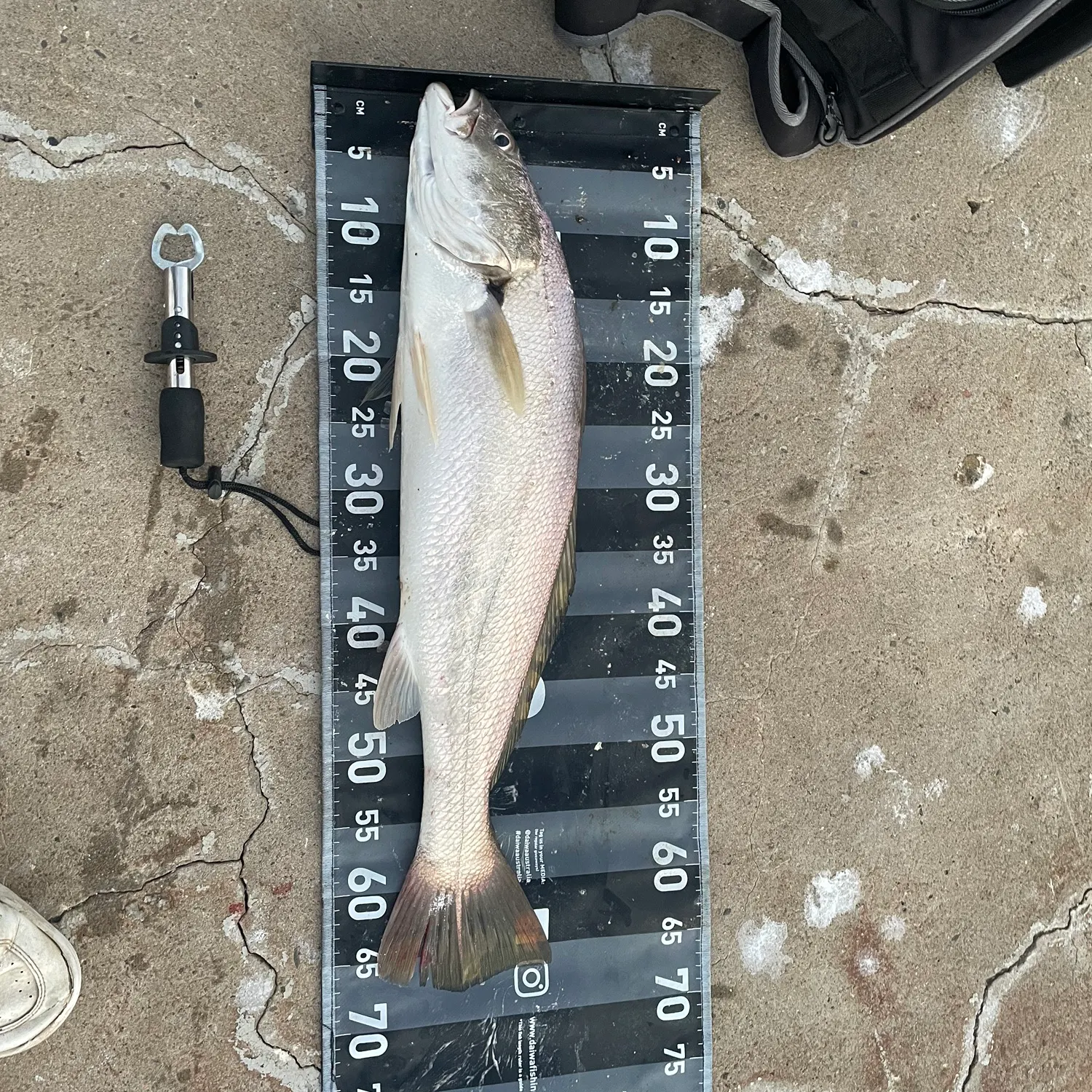 The most recent Japanese meagre catches on Fishbrain