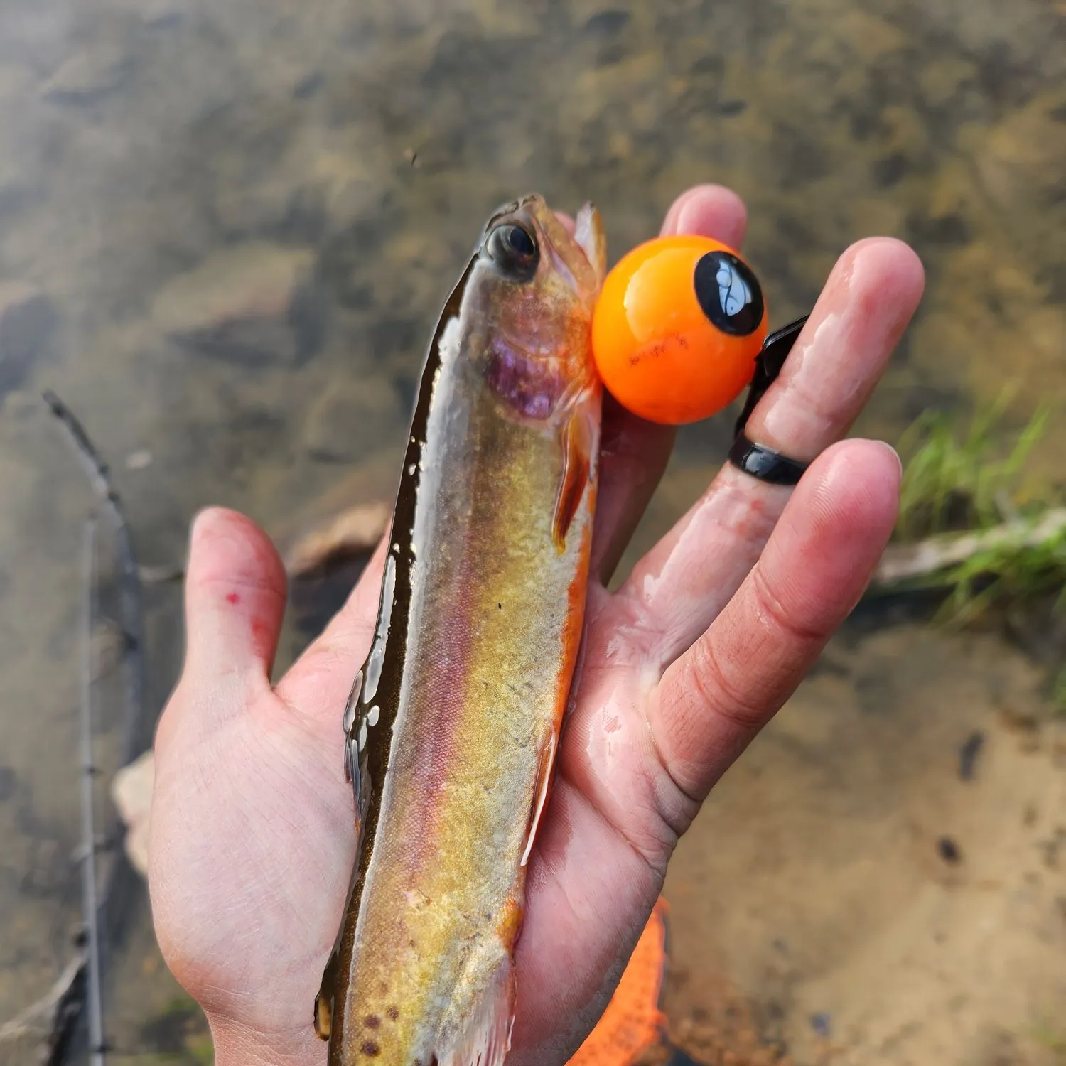 The most recent Golden trout catches on Fishbrain