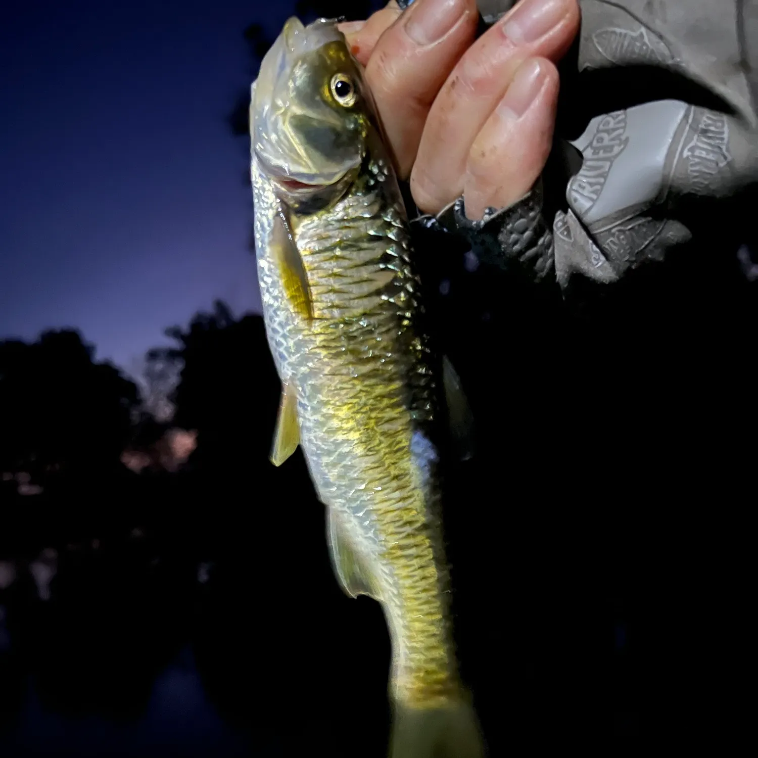 Striped shiner caught on Fishbrain
