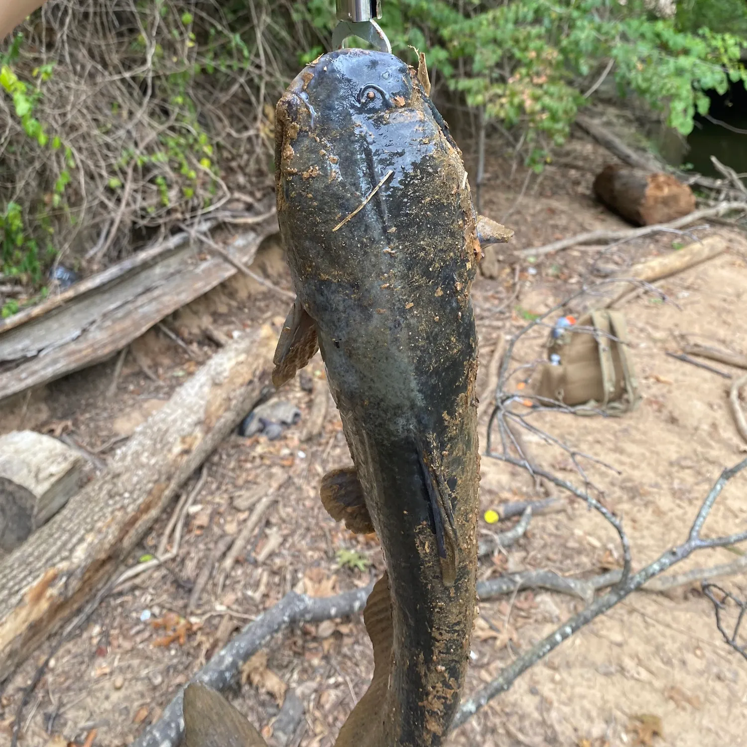 Flathead catfish caught on Fishbrain