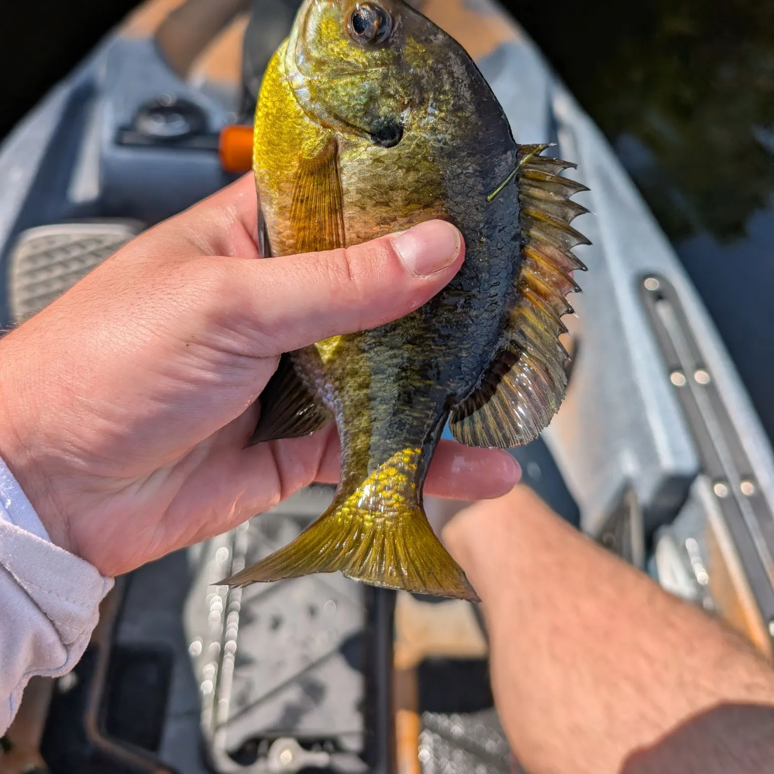Bluegill caught on Fishbrain