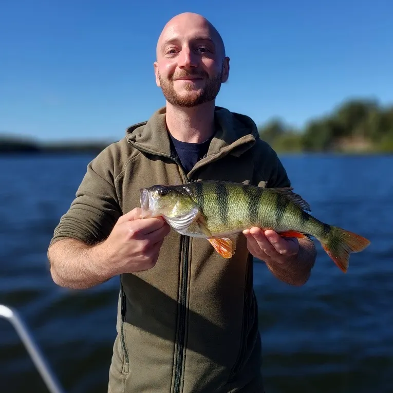 European perch caught on Fishbrain
