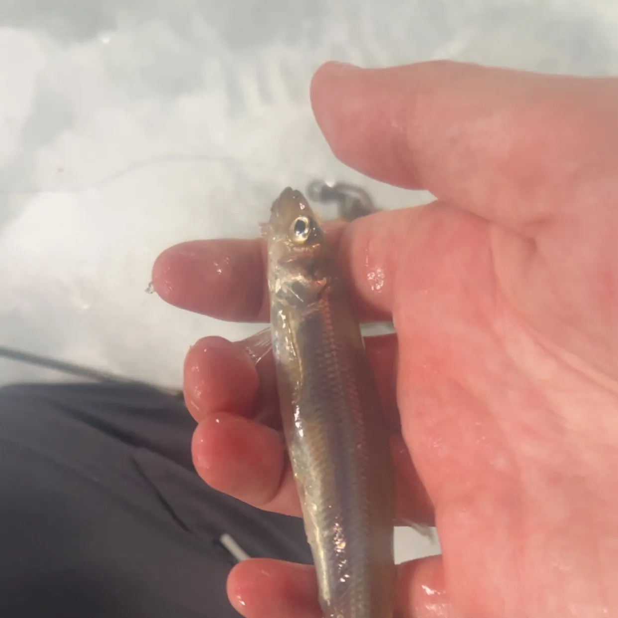 The most recent Arctic rainbow smelt catches on Fishbrain