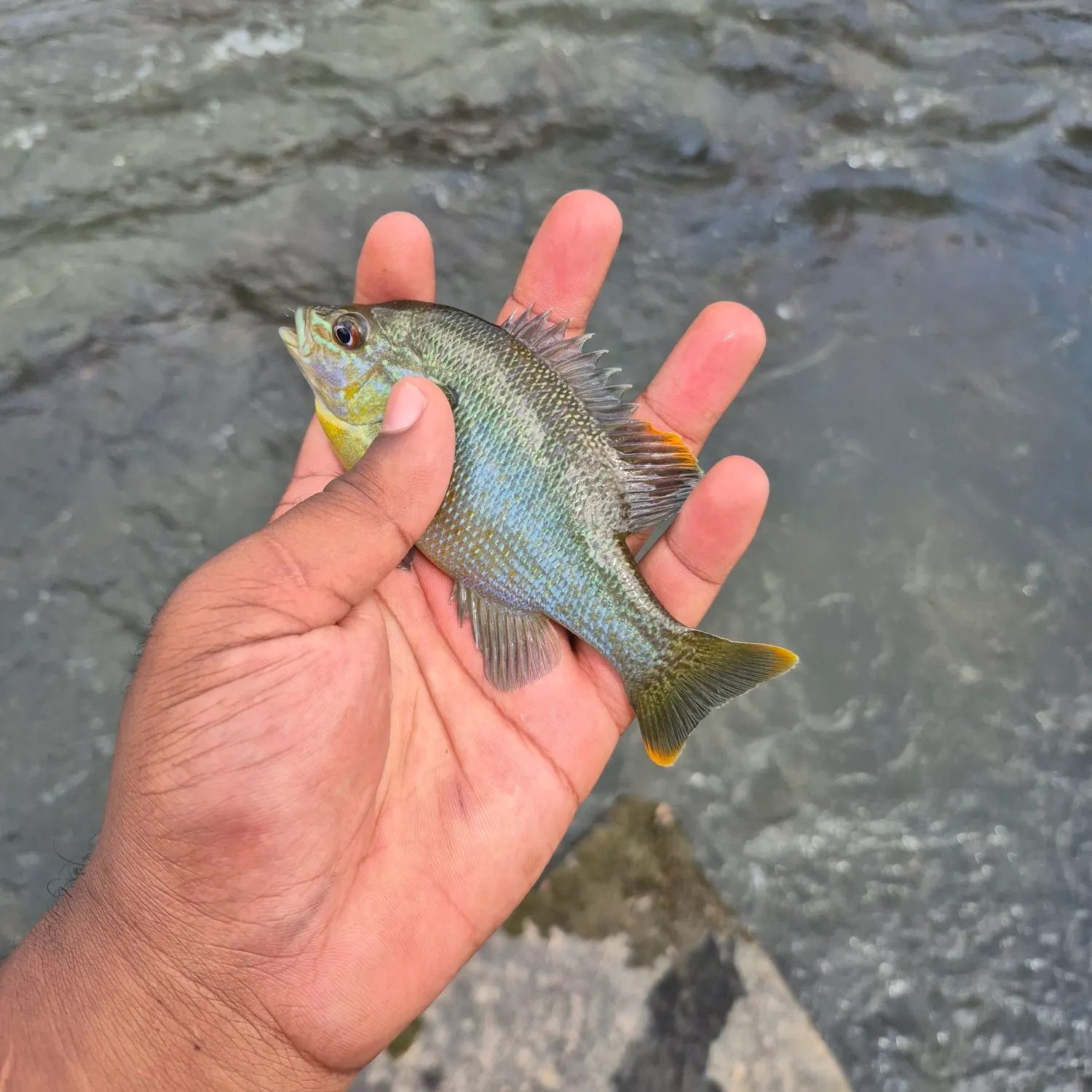 Green sunfish caught on Fishbrain