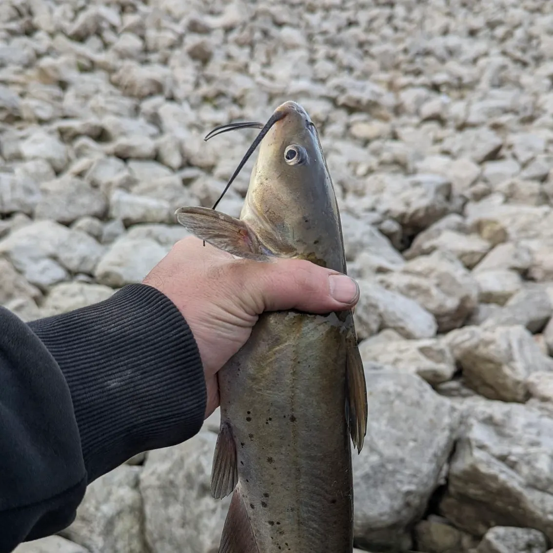 Channel catfish caught on Fishbrain