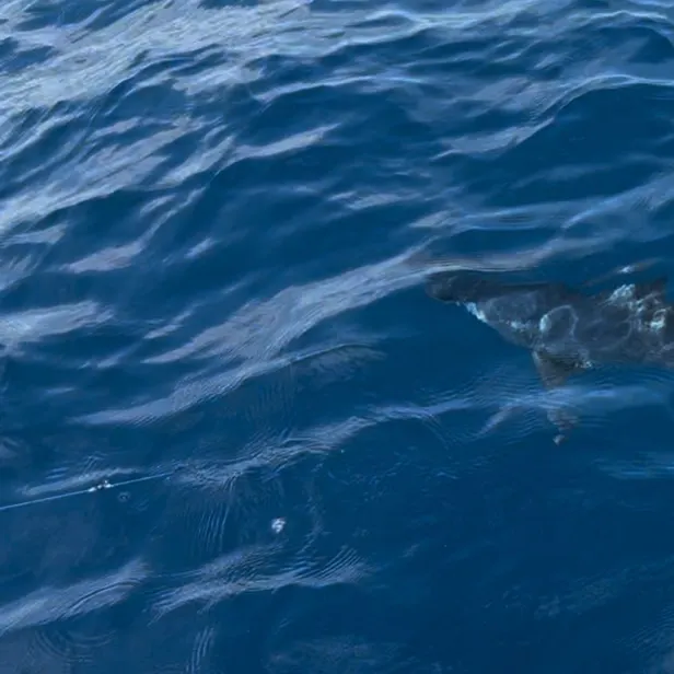 The most recent Shortfin mako shark catches on Fishbrain