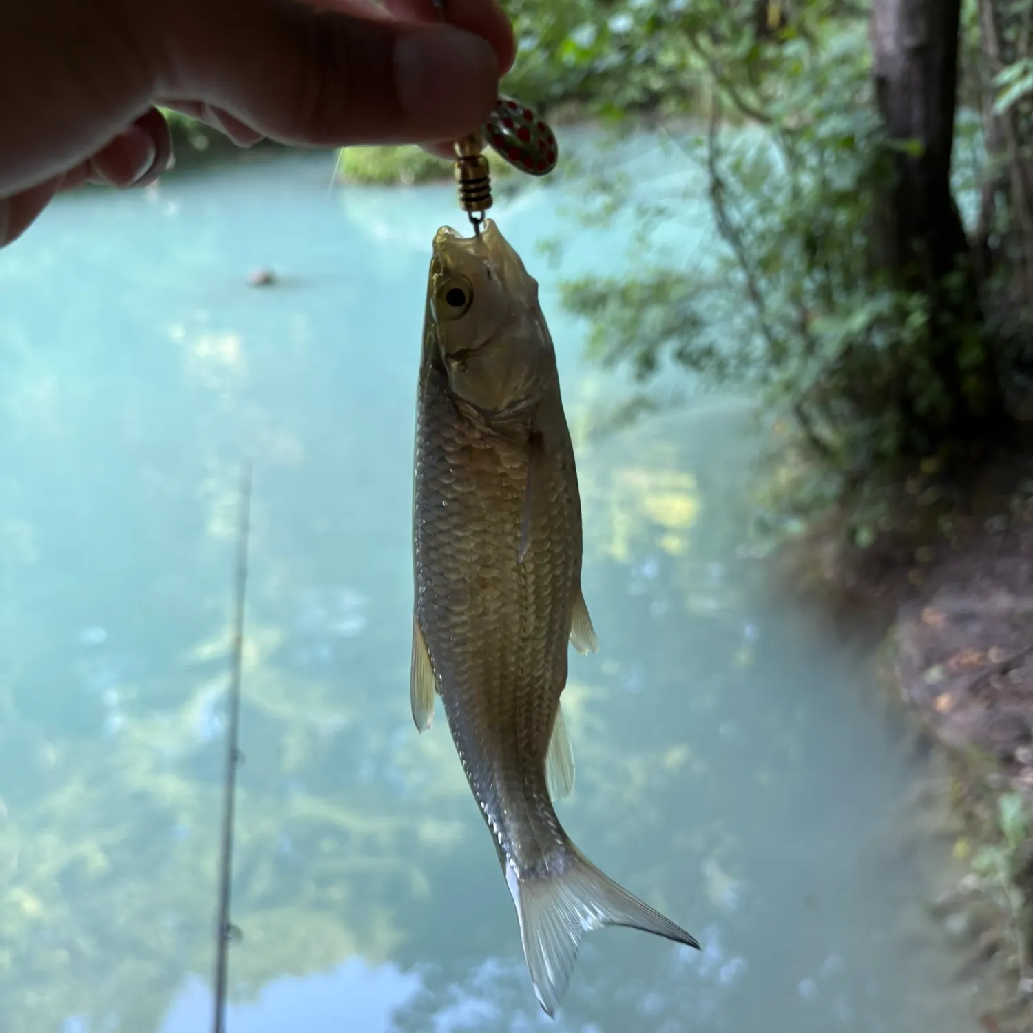 The most recent European chub catches on Fishbrain