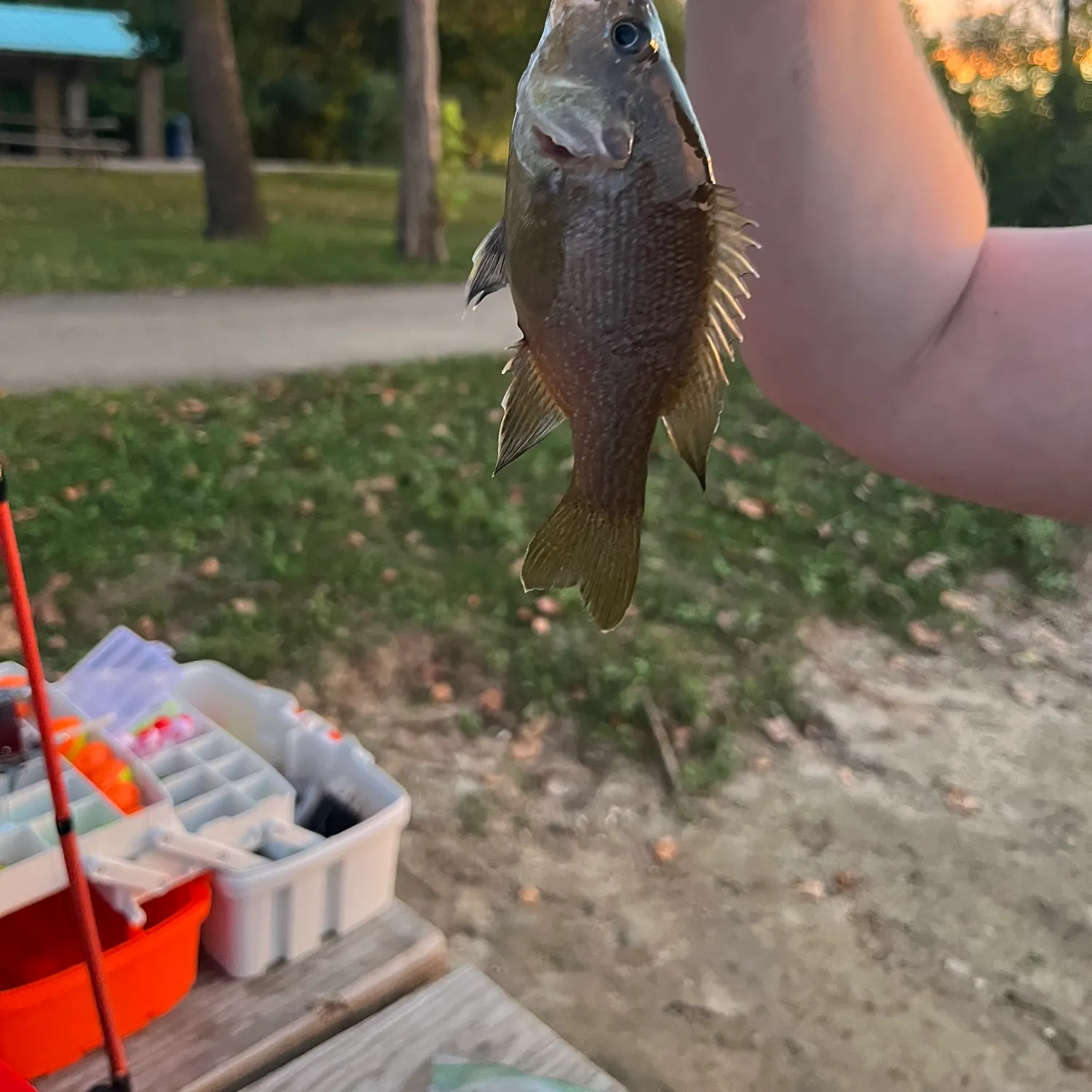 Smallmouth bass caught on Fishbrain