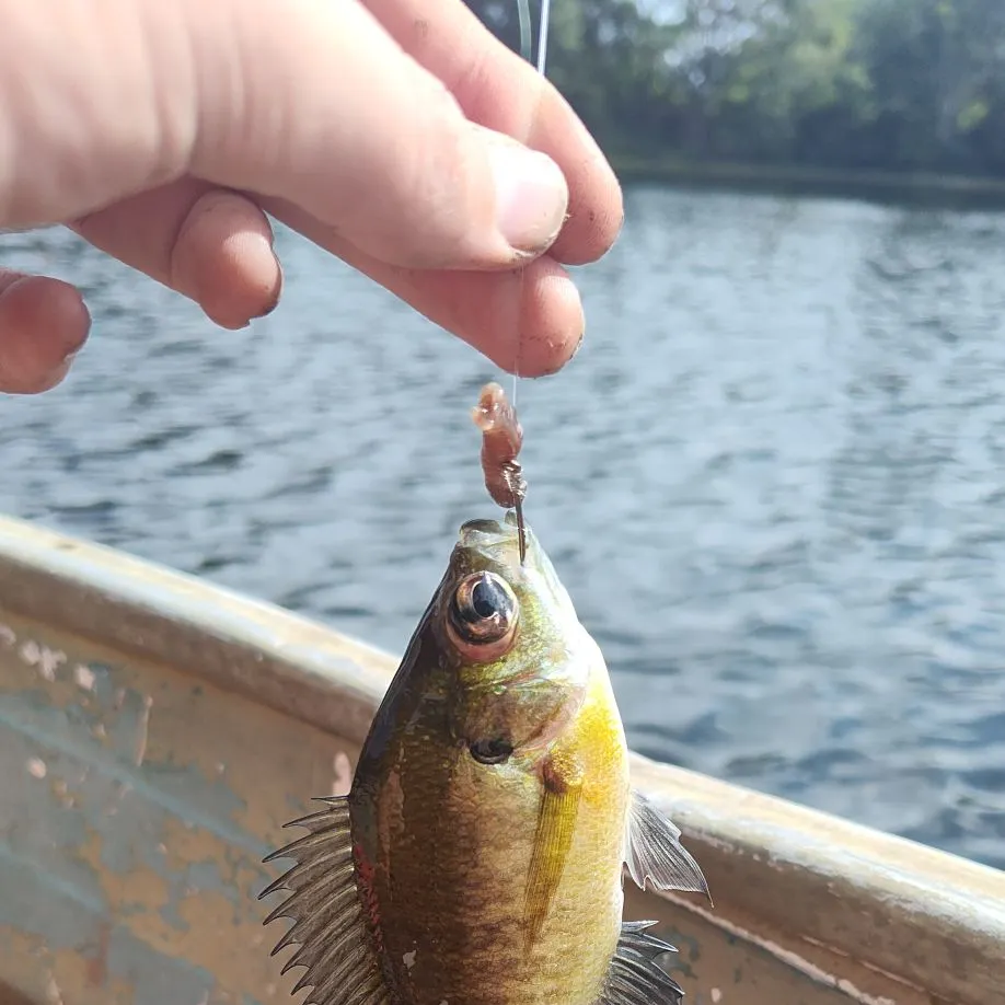 Bluegill caught on Fishbrain