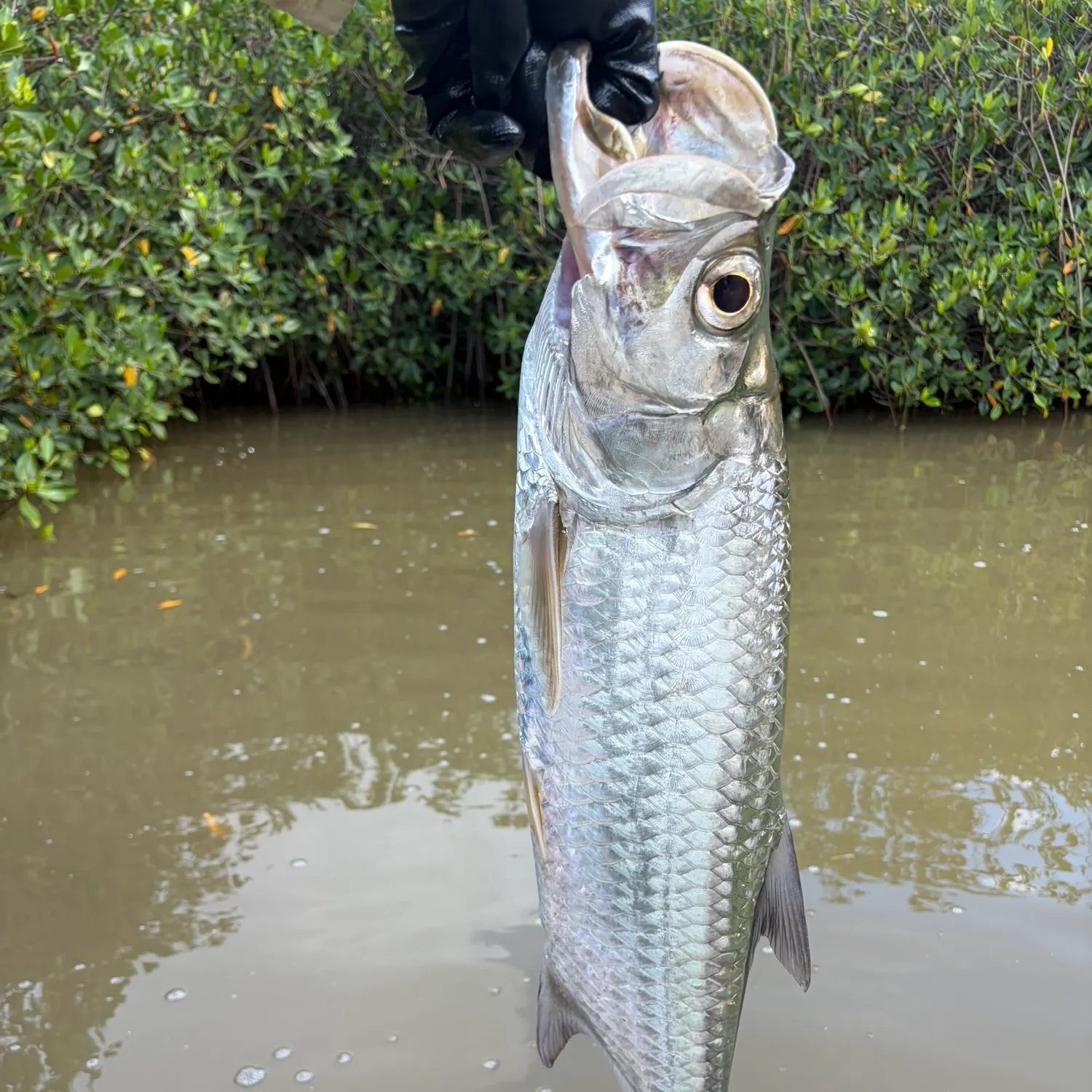 Tarpon caught on Fishbrain