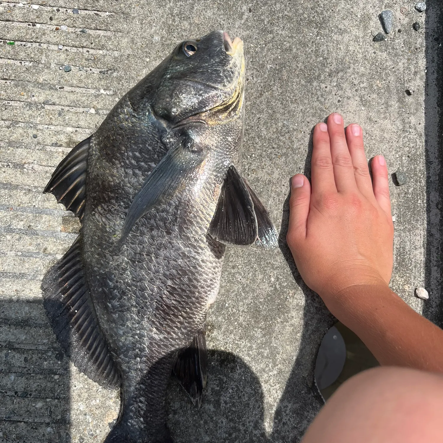 Black drum caught on Fishbrain