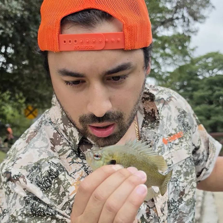 Green sunfish caught on Fishbrain