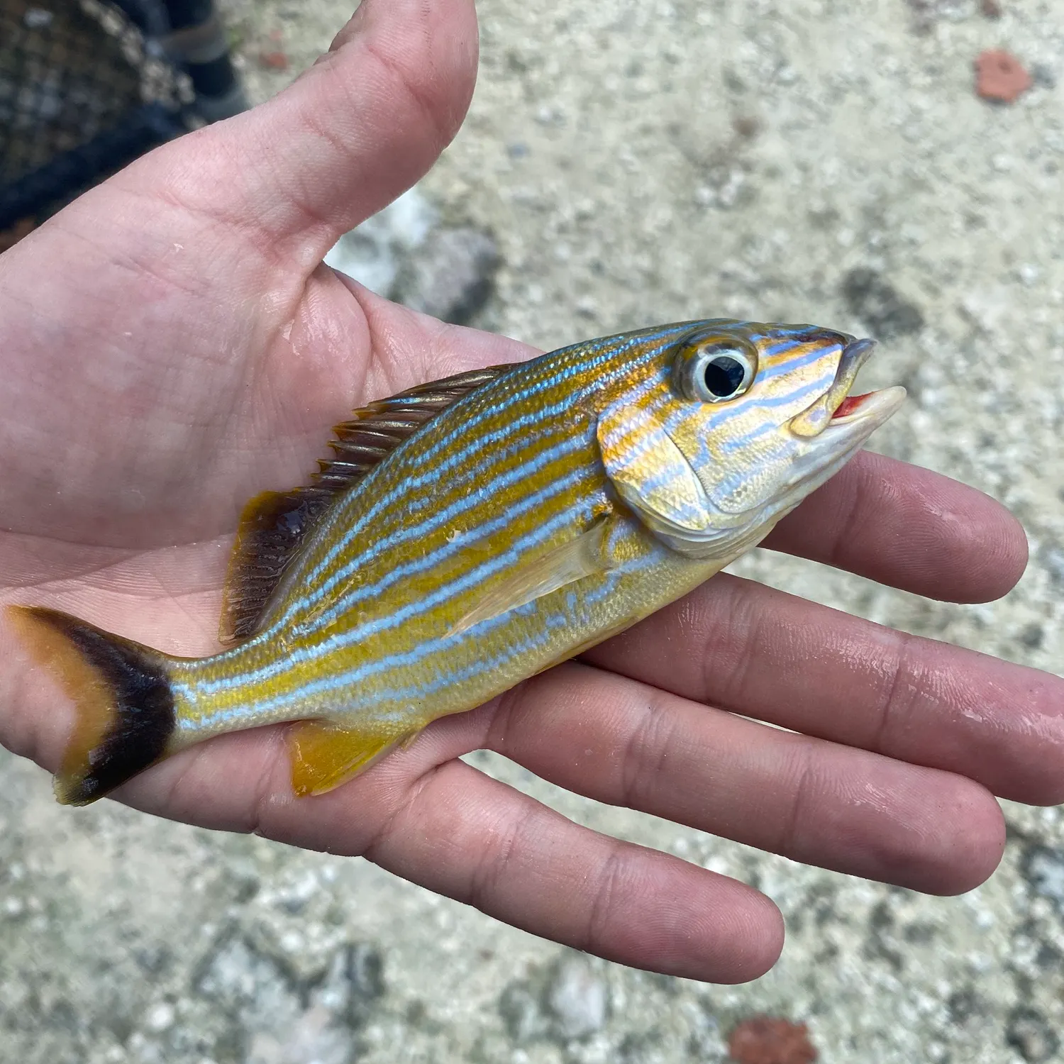 The most recent Bluestriped grunt catches on Fishbrain