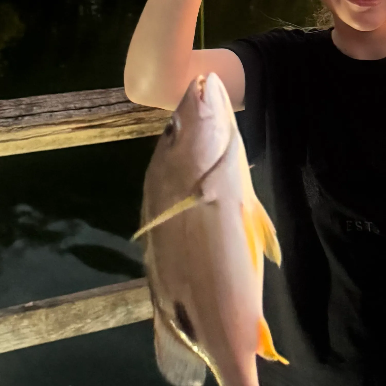 The most recent Moses perch catches on Fishbrain