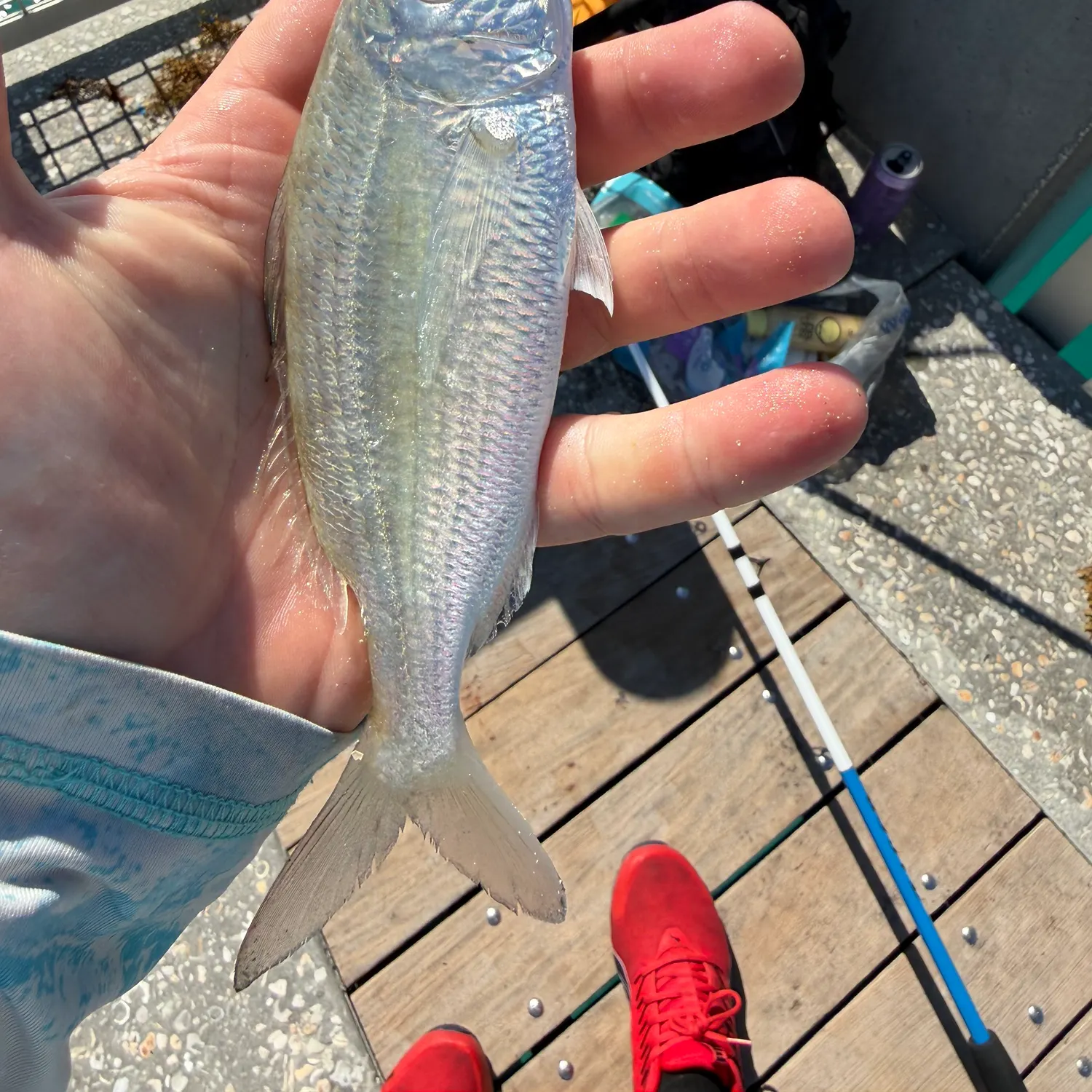 The most recent Atlantic spotfin mojarra catches on Fishbrain